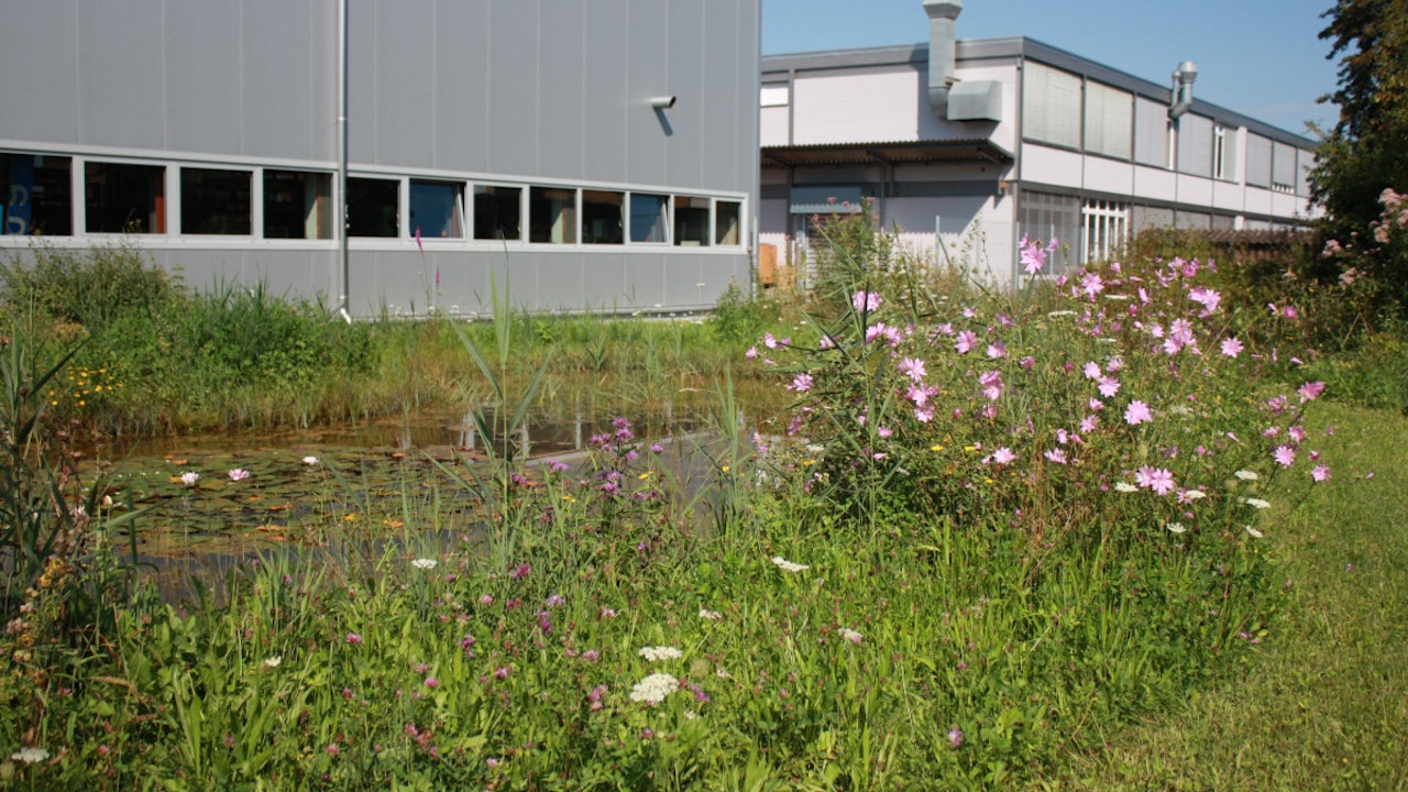 Teich mit aquatischer Bepflanzung