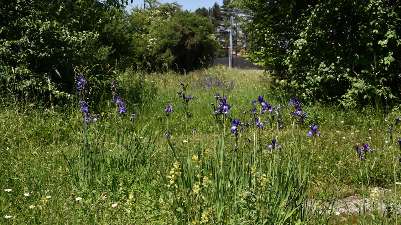 Blumenwiese mit einheimischen Gehölzen