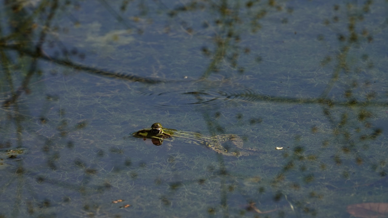 Wasserfrosch in einem Teich auf dem Firmengelände