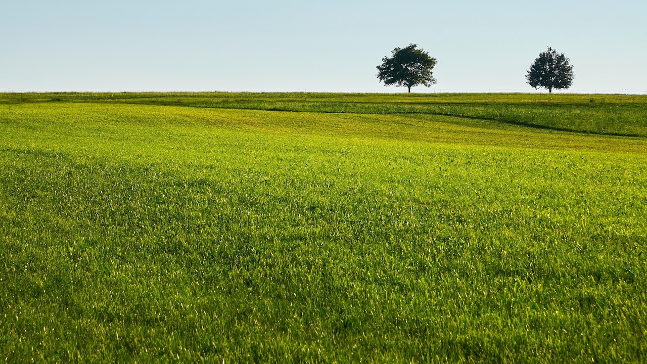 Rasenflächen, wie diese, sind aus ökologischer Sicht wertlos.