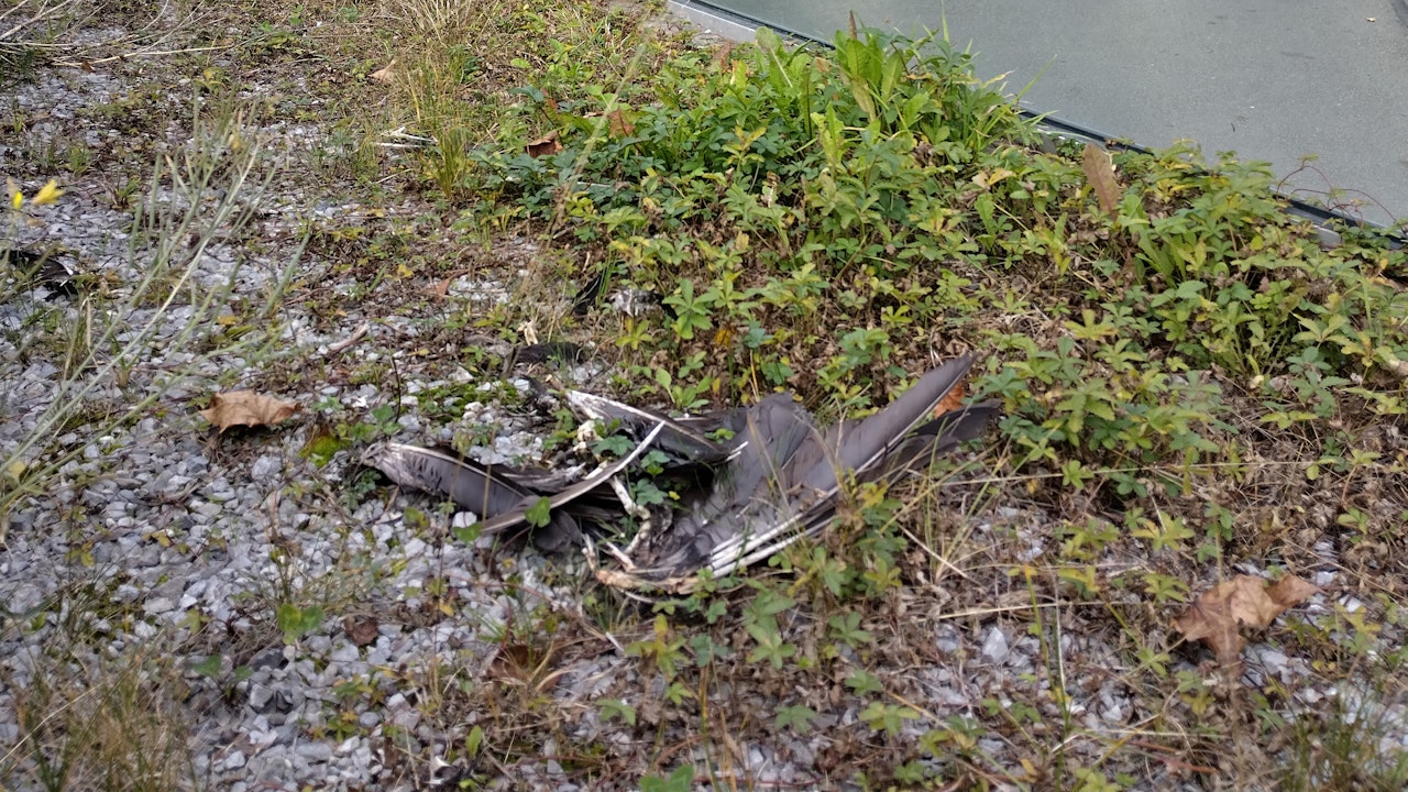 Katzen als Risikofaktor: Sie sind massgeblich an der Vogelmortalität beteiligt.