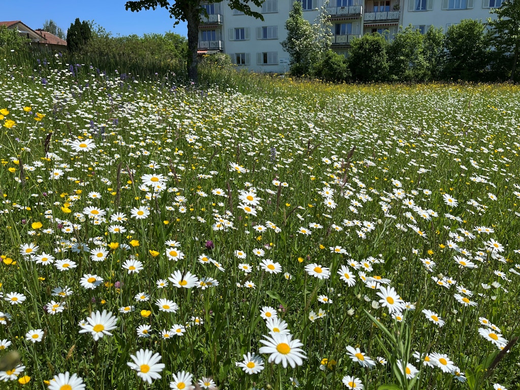 Blumenwiese im Siedlungsraum / Marco Bertschinger