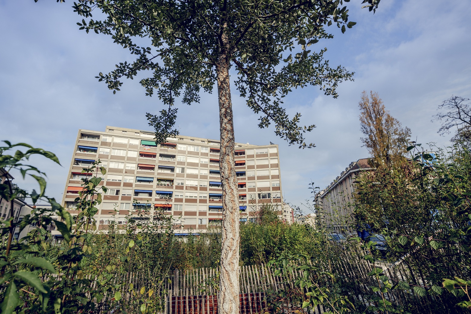 Micro-forêt Villereuse. Credit: David Wagnières / Ville de Genève
