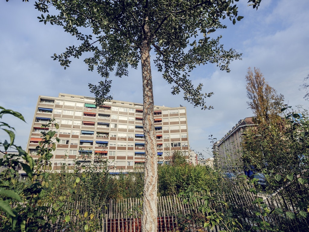 Micro-forêt Villereuse. Credit: David Wagnières / Ville de Genève Micro-forêt Villereuse. Credit: David Wagnières / Ville de Genève