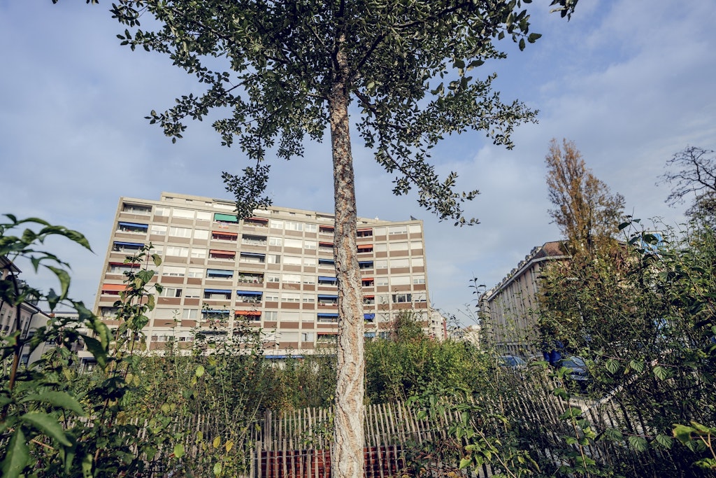 Micro-forêt Villereuse. Credit: David Wagnières / Ville de Genève
