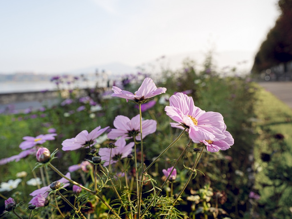 Prairie sur les quais Prairie sur les quais