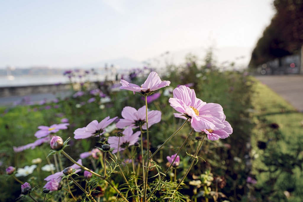 Prairie sur les quais. Credit: David Wagnières / Ville de Genève