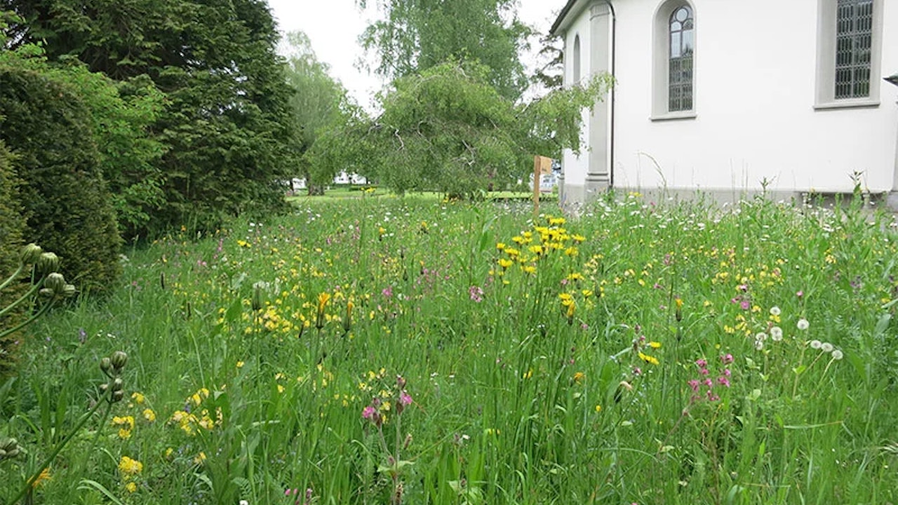Die Rasenfläche beim Eingang der Kirche in Stäfa wurde durch eine Blumenwiese ersetzt.