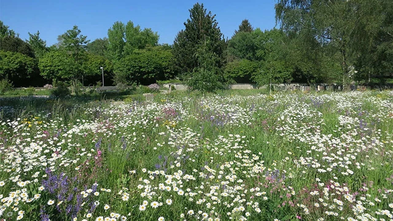 Eine grössere Rasenfläche vor dem Friedhof in Stäfa wurde in eine Blumenwiese umwandelt.
