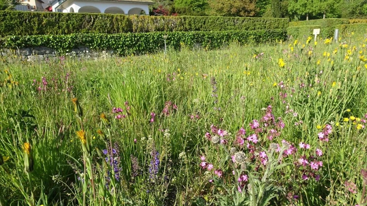 Die neue Blumenwiese auf dem Friedhof in Meilen zeigte sich im Mai 2020 sehr farbenfroh und artenreich.