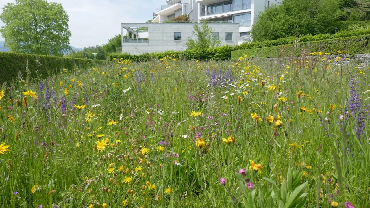 Das Grabfeld E auf dem Friedhof Meilen wurde mit einer Wildblumenwiesen-Mischung angesät.