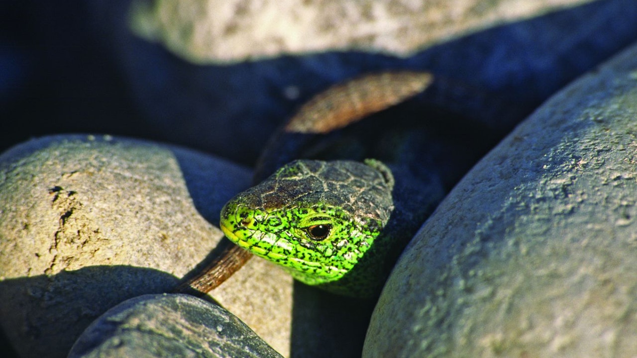 Les monticules de pierres et les murs de pierres sèches favorisent les reptiles comme les lézards des souches.