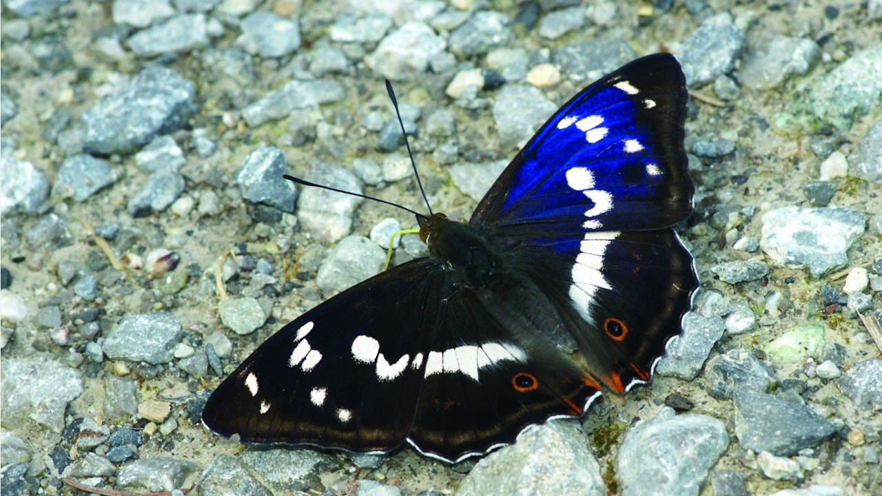La flora autoctona e varie strutture forniscono preziosi biotopi di collegamento, riparo e cibo per farfalle e simili.