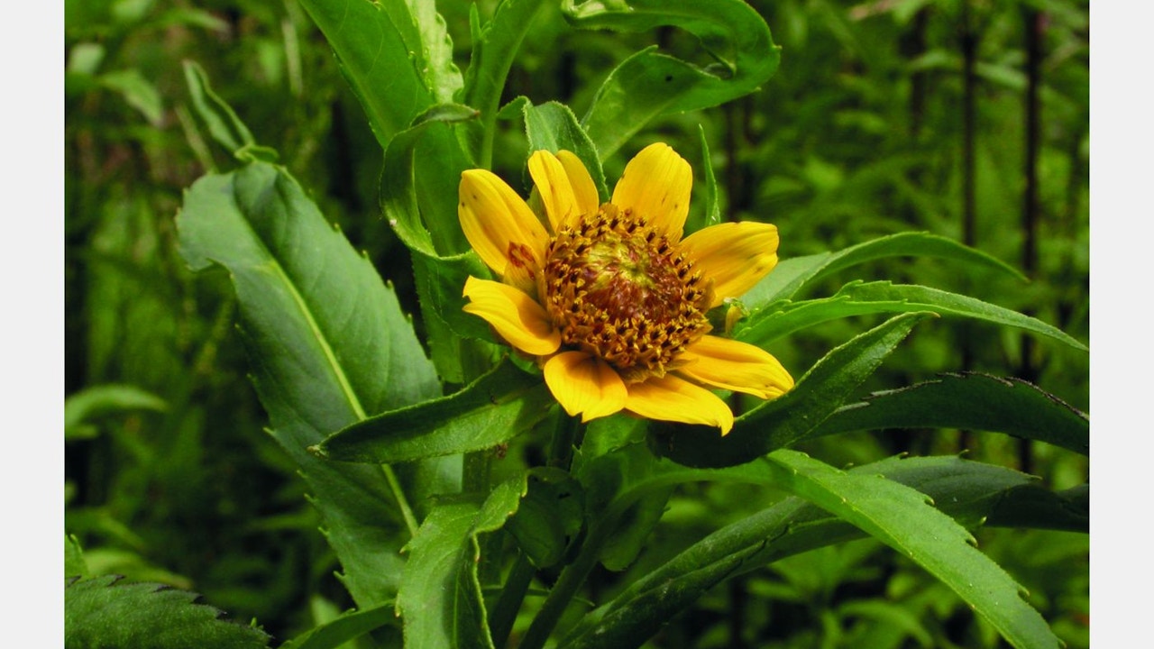 La vegetazione diversificata lungo l'Aar favorisce la biodiversità.
