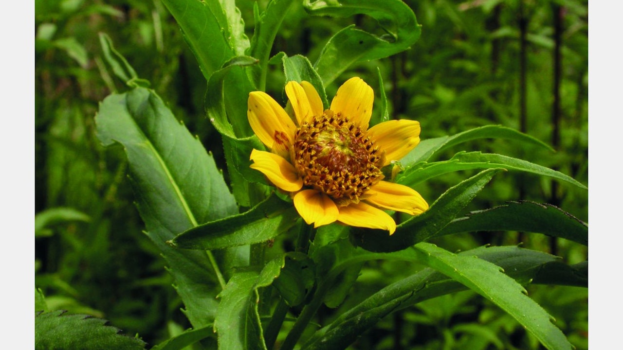 Une végétation variée le long de l’Aar favorise la biodiversité.