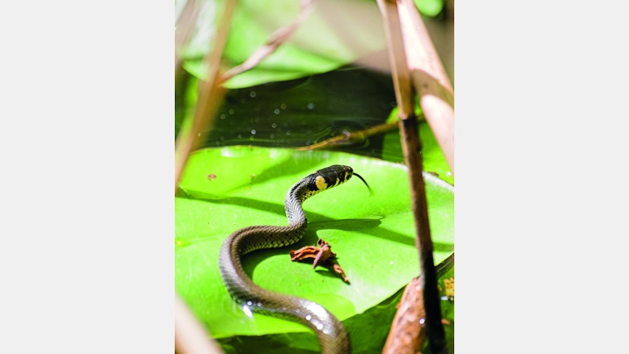 Les monticules de pierres et les murs de pierres sèches sur le site sont des petites structures idéales pour les couleuvres à collier.
