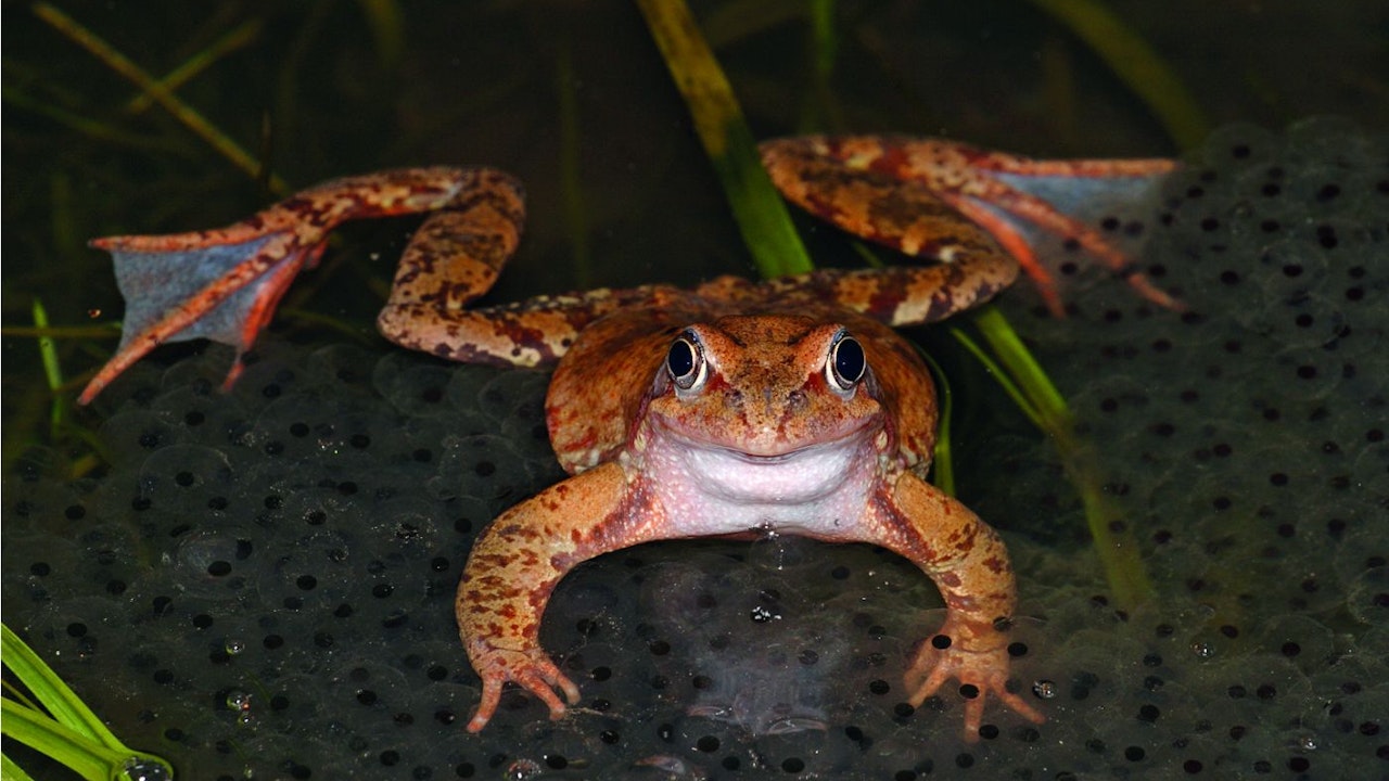 De nombreux animaux vivant dans l’eau trouvent refuge dans le bassin de décantation secondaire, doté d’un aménagement proche de l’état naturel.