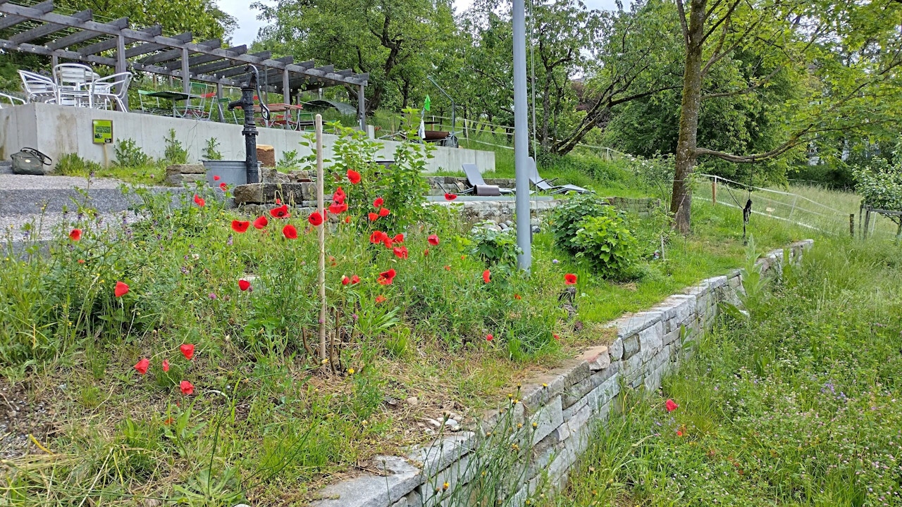 Les murs de pierres sèches offrent des cachettes ensoleillées, des quartiers d’hiver et des lieux de reproduction aux reptiles, aux abeilles sauvages et aux petits animaux.