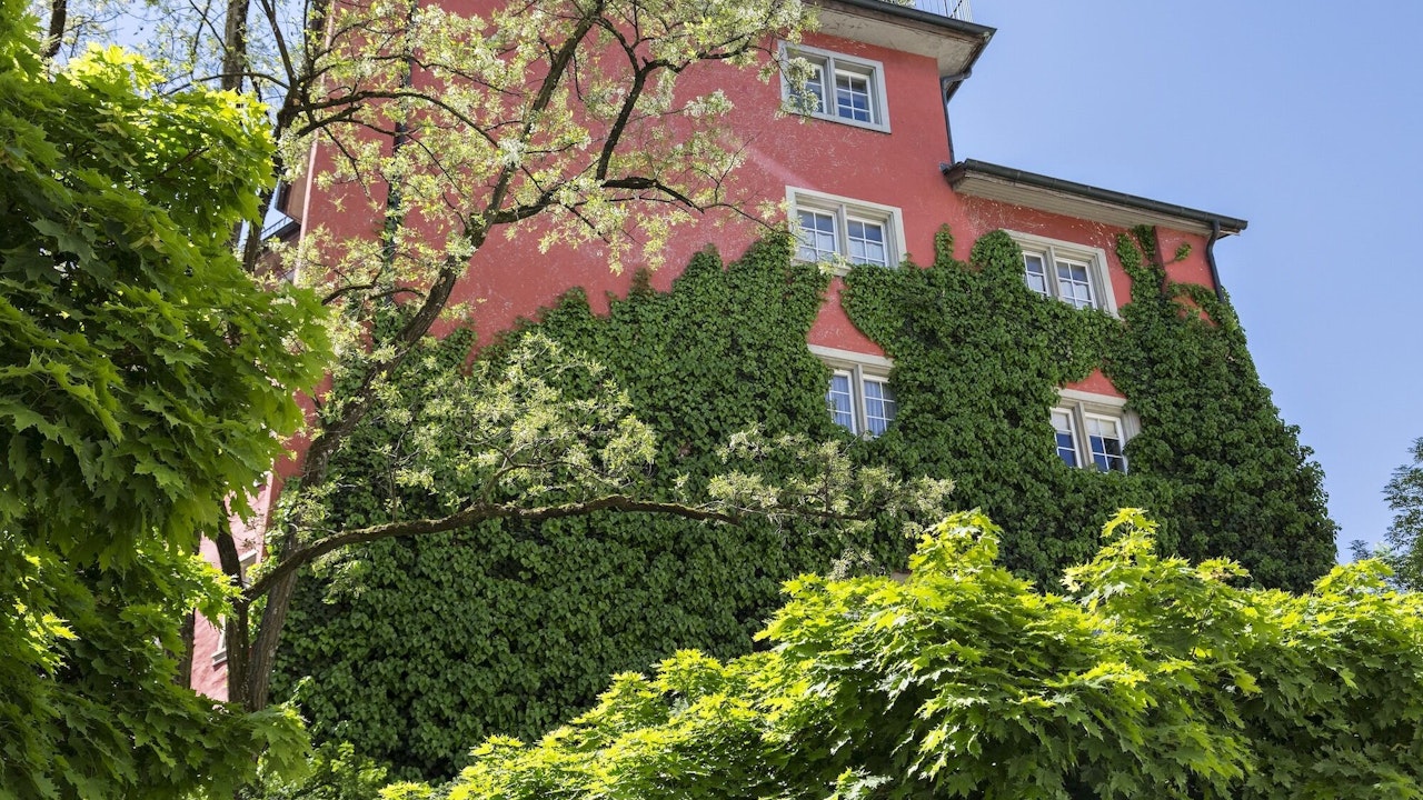 Efeu ist ein dankbarer Kletterer, muss aber in Schach gehalten werden.