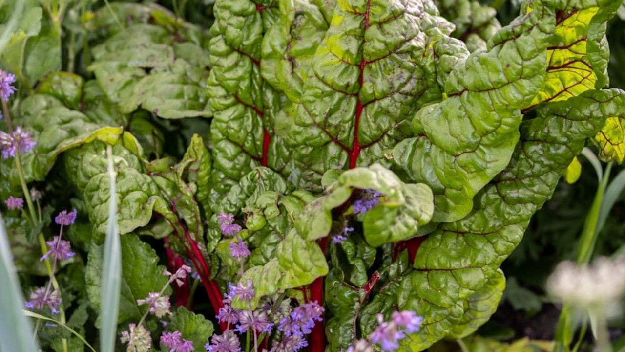 Non seulement les plantes utiles, mais aussi les plantes sauvages se plaisent dans ce sol riche en nutriments.