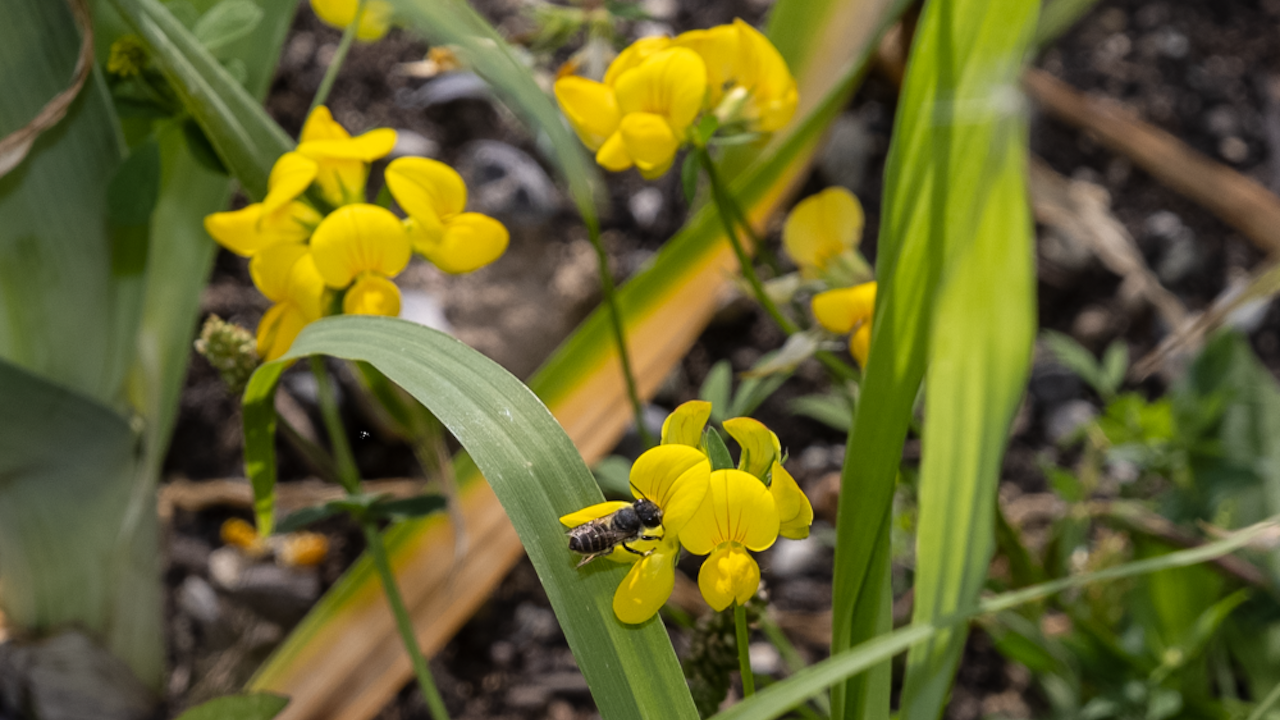 Une abeille rare, Melitta nigricans, a été observée sur le toit du lotissement