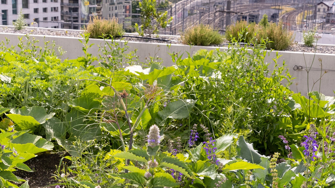 Mit viel Herzblut und Leidenschaft erproben – mitten im Kreis 5 – die Zollhaus-Dachgartenpächter eine Kombination aus Nutz- und Wildbienenpflanzen.