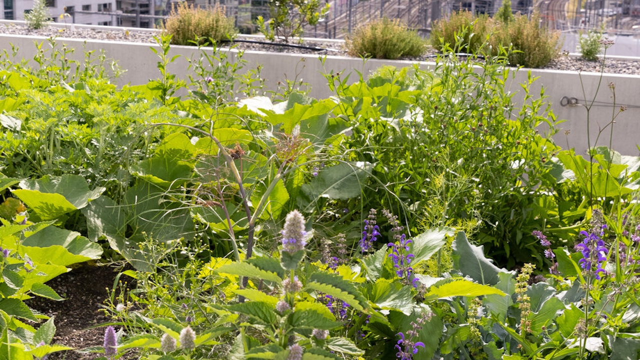 Le e gli utenti dei giardini sul tetto dello Zollhaus si impegnano con dedizione e passione per testare una combinazione di piante coltivate e selvatiche per le api – nel bel mezzo del distretto 5.
