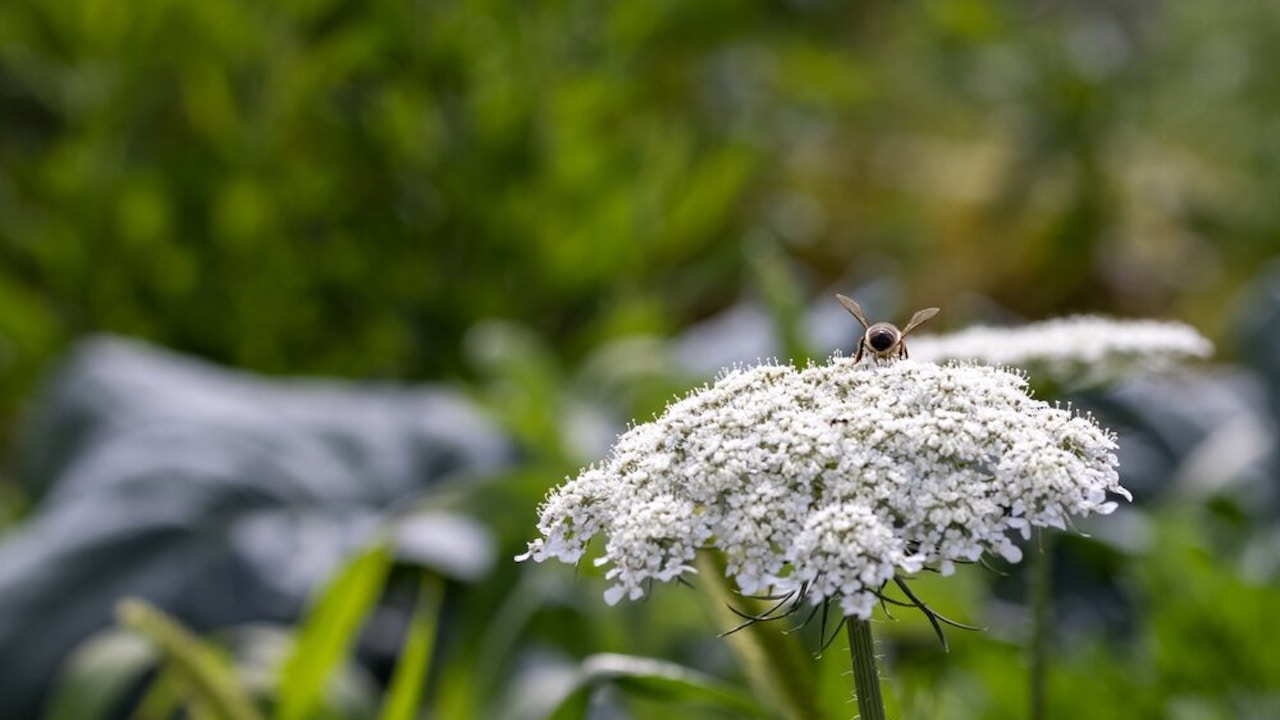 Des abeilles mellifères et diverses abeilles à face jaune sont régulièrement observées sur les carottes sauvages