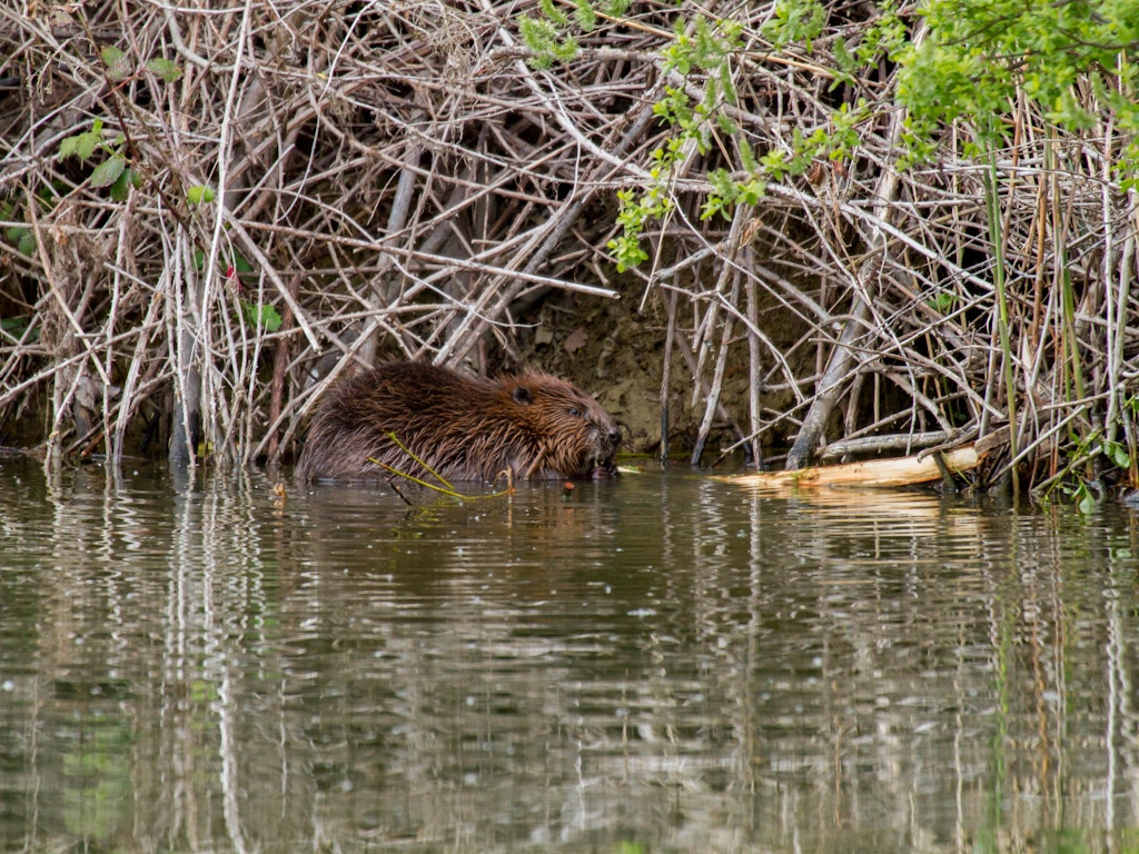 Biber im Naturschutzgebiet / Andreas Klein