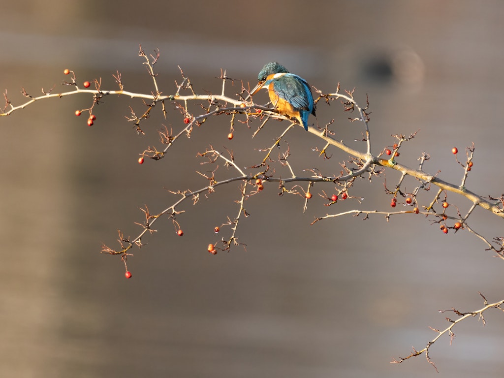 Eisvogel am Seeufer / Andreas Klein