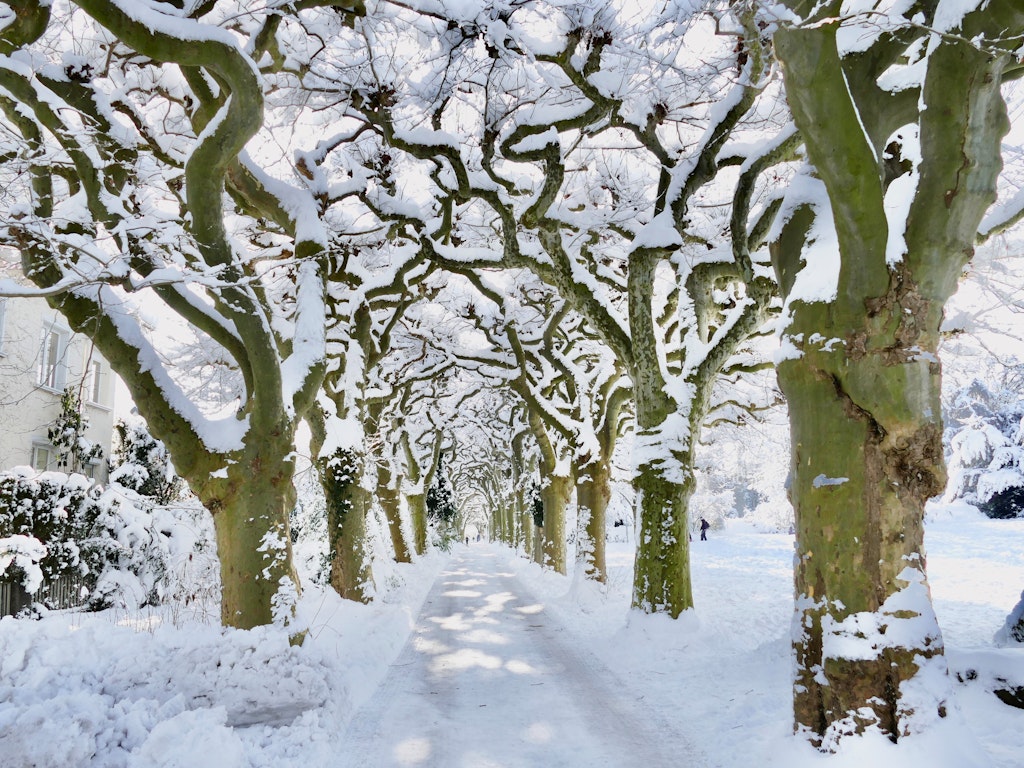 Friedhofallee im Winter / Marco Bertschinger