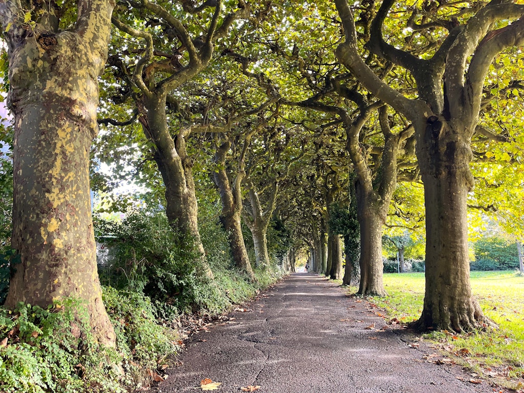 Friedhofallee im Herbst / Marco Bertschinger
