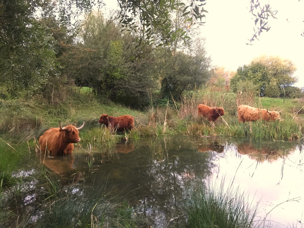 Schottische Hochlandrinder im Naturschutzgebiet / Marco Bertschinger