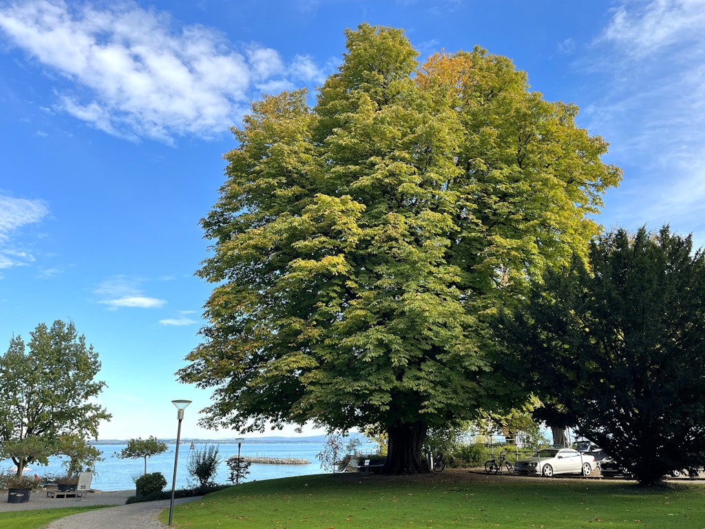 Monumentale Rosskastanie am Seeufer / Marco Bertschinger