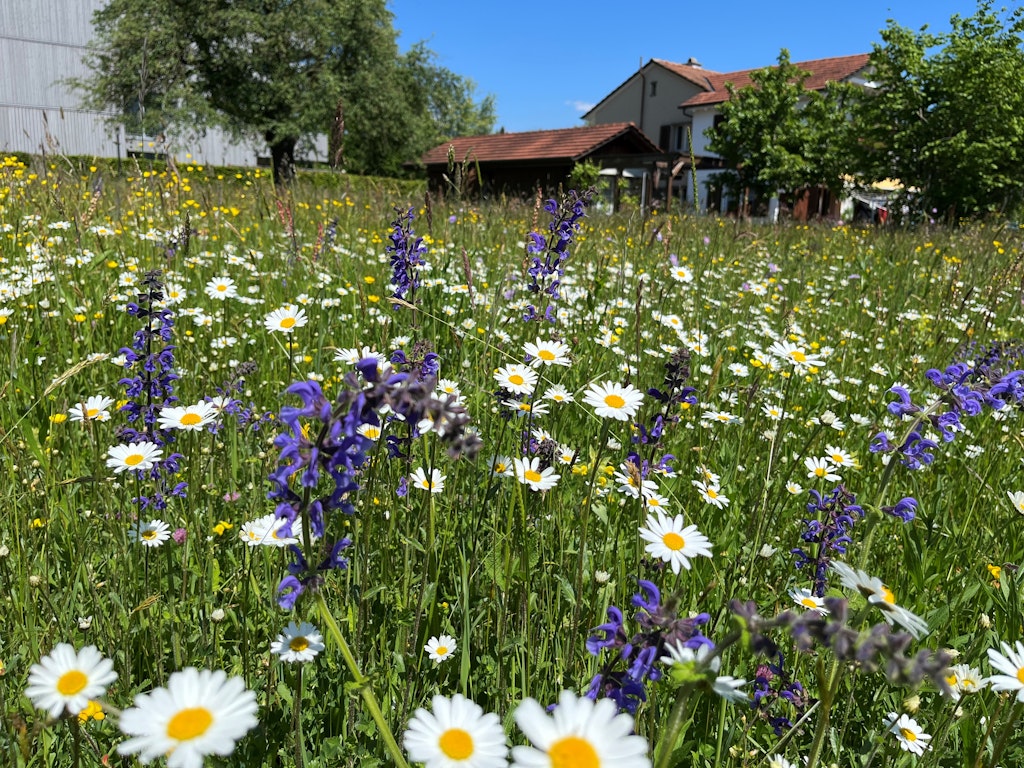 Blumenwiese im Siedlungsraum / Marco Bertschinger