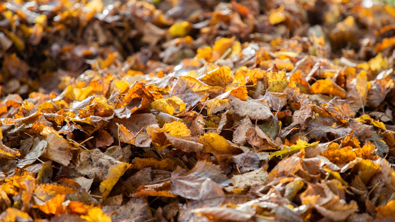 Laub zusammenrechen – nicht entsorgen! So entsteht ein wertvoller Rückzugsort.