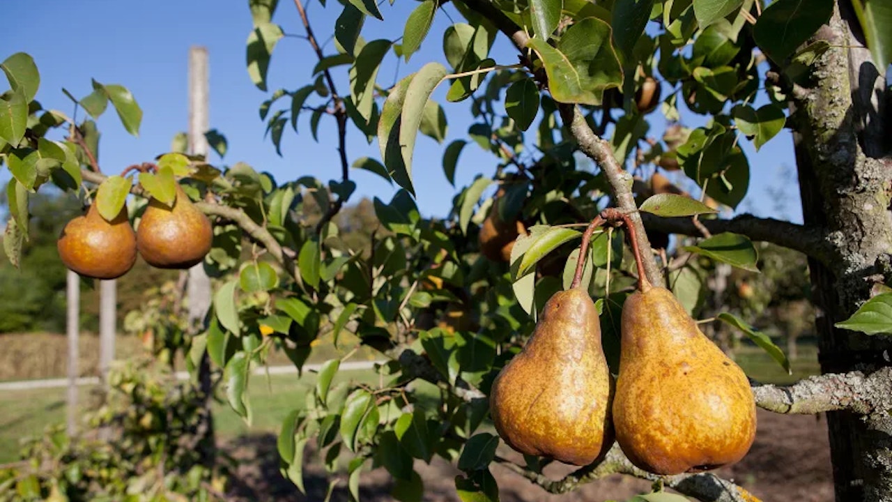 Früher gab es in der Schweiz weit über 3000 Obstsorten. Heute sind nur noch gut 1000 als Bäume überhaupt erhältlich.