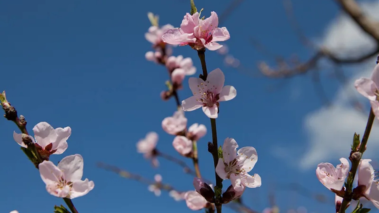Blüten des Weinbergpfirsich «Allschwil»