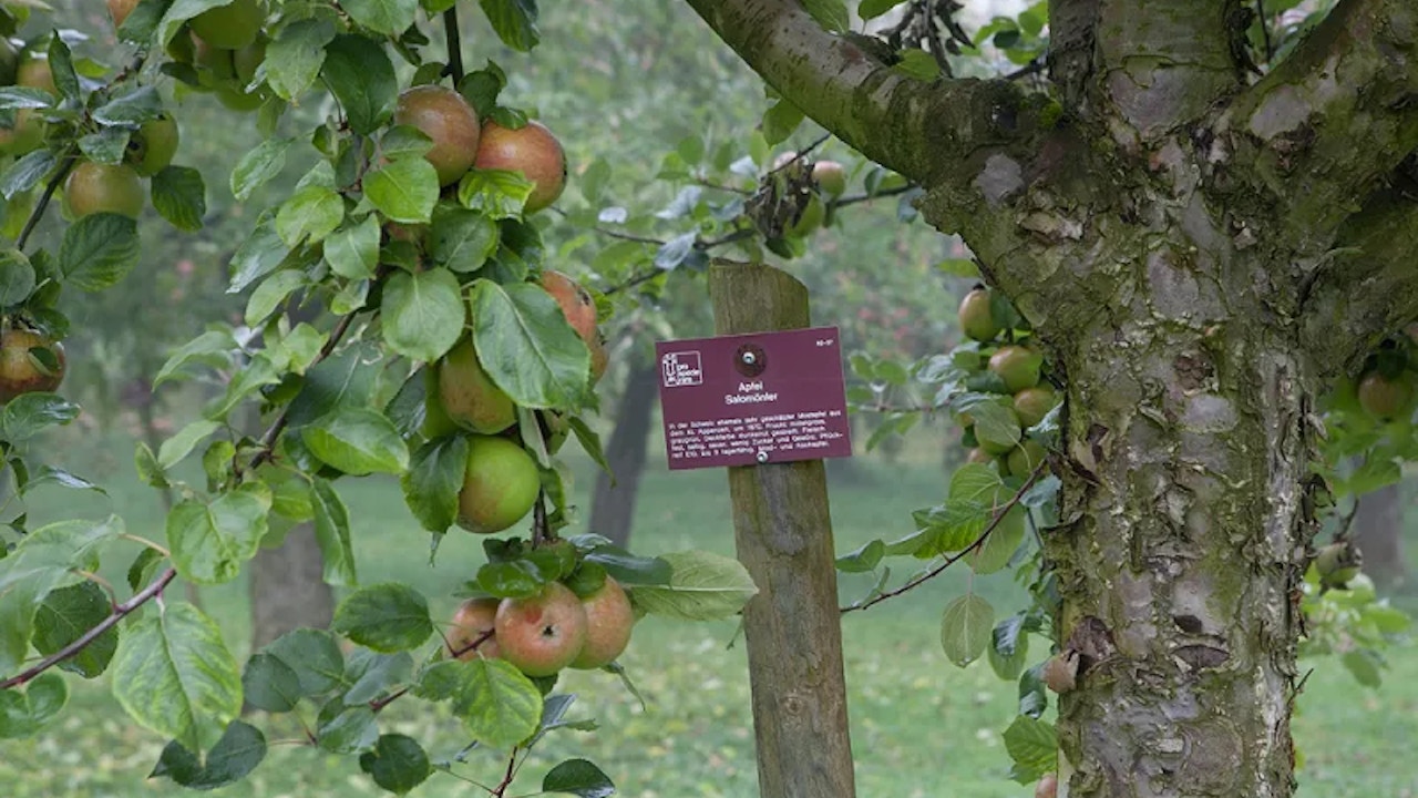 «Golden», «Gala», «Braeburn»: la maggior parte delle consumatrici e dei consumatori conoscono diverse varietà di mele. Più raramente conoscono più varietà di pere, ciliegie o prugne.