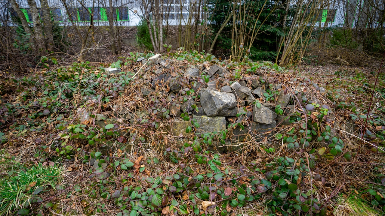 Un cumulo di pietre con una crescita eccessiva in un angolo selvaggio del giardino diventa un prezioso luogo di ritiro per rettili, insetti e piccoli mammiferi.