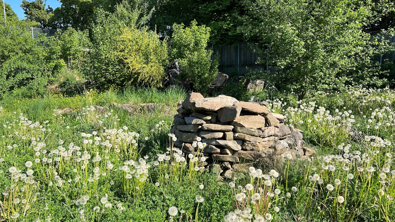 Steinhaufen vernetzt mit Sträuchern und Hecken, so entsteht ein strukturreicher Lebensraum für mehr Artenvielfalt.
