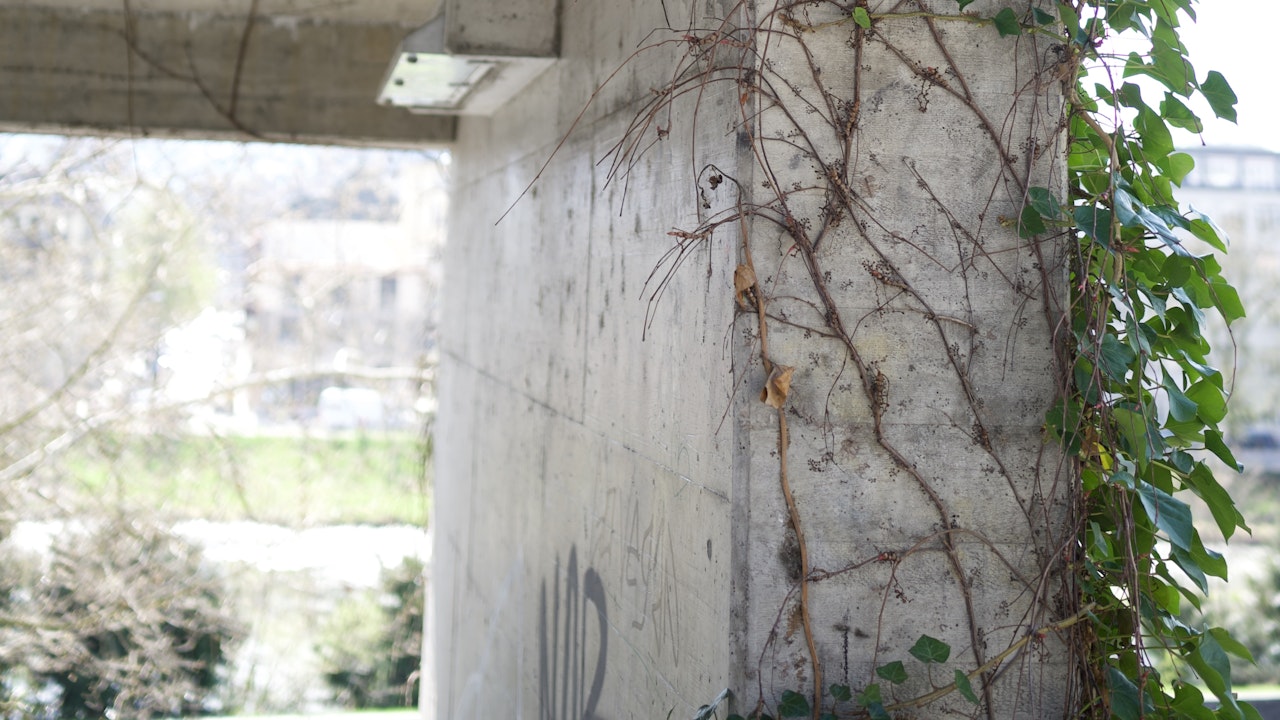 Die Fassade ist mit wachsendem Efeu begrünt.