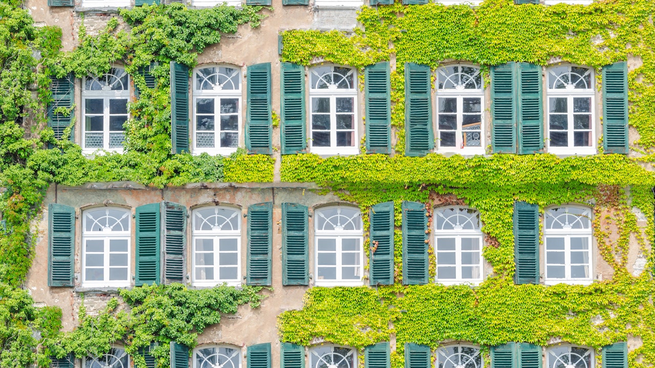 Begrünte Fassade An der Fensterfront eines Mehrfamilienhauses ranken sich leuchtend hellgrüne Reben und Efeu empor.