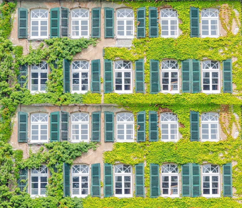 An der Fensterfront eines Mehrfamilienhauses ranken sich leuchtend hellgrüne Reben und Efeu empor.