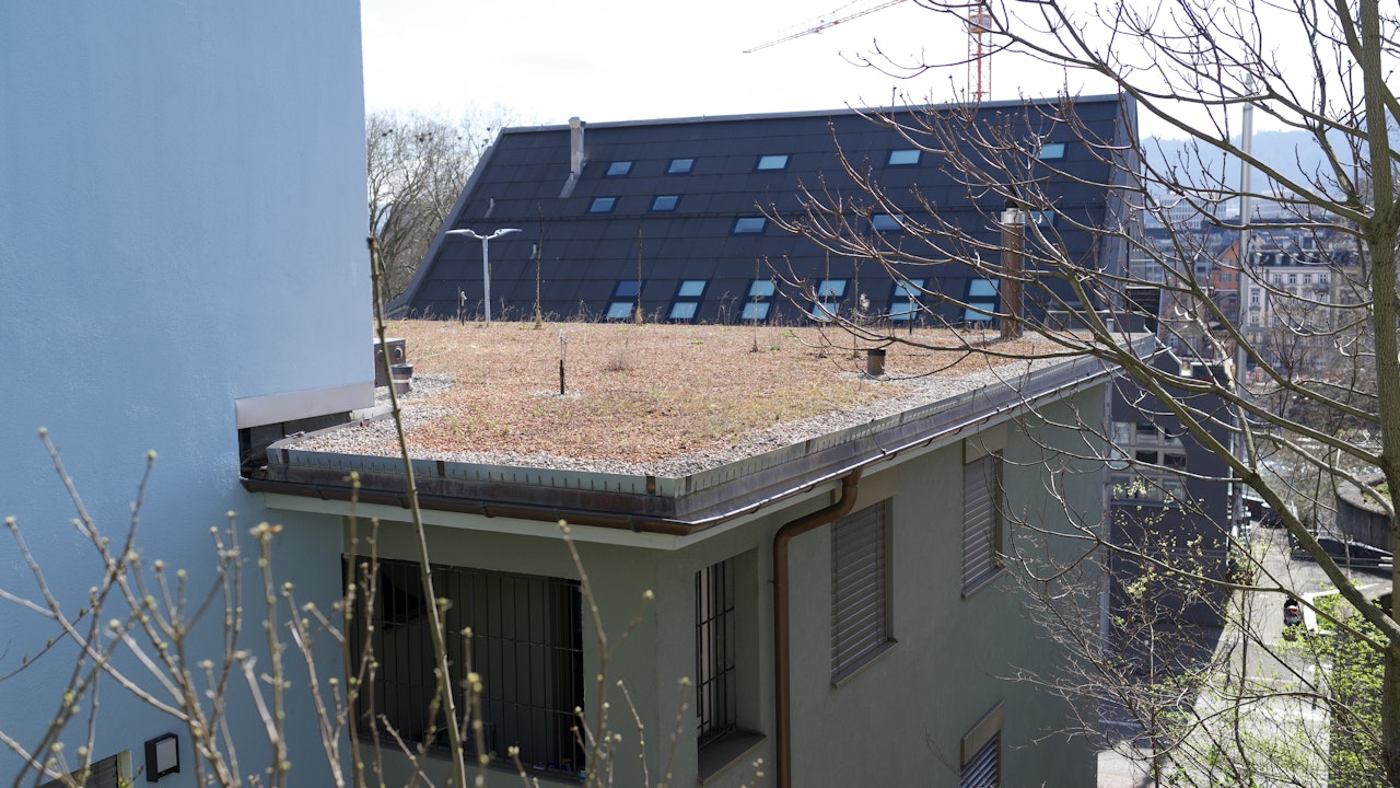 Dachbegrünung im Frühling (Zürich)