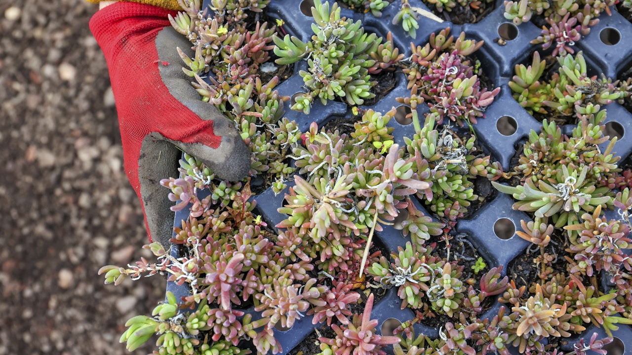 Sedum-Pflanzen – ideal für extensive Dachbegrünungen: pflegeleicht, trockenheitsresistent und bienenfreundlich