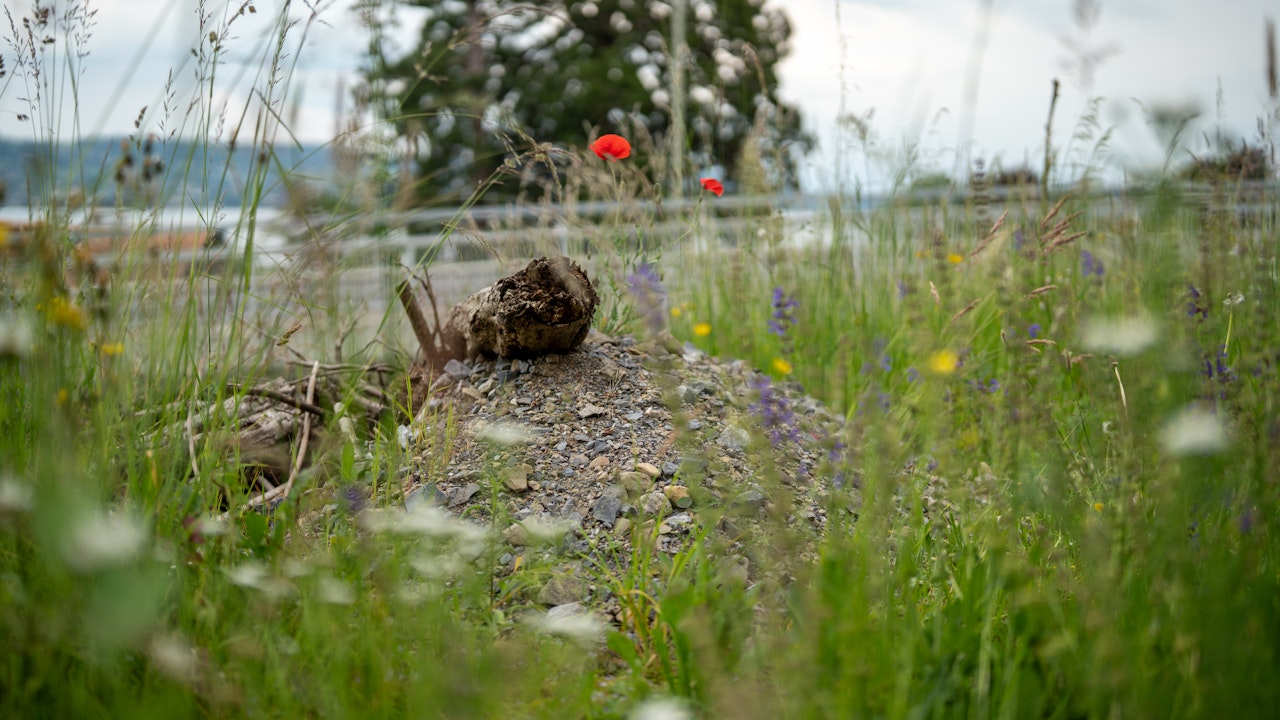 Kleinstrukturen wie Totholz, Sandflächen oder Steinlinsen ergänzen Blumenwiesen und schaffen zusätzliche Lebensräume für Wildbienen, Eidechsen und Kleintiere.
