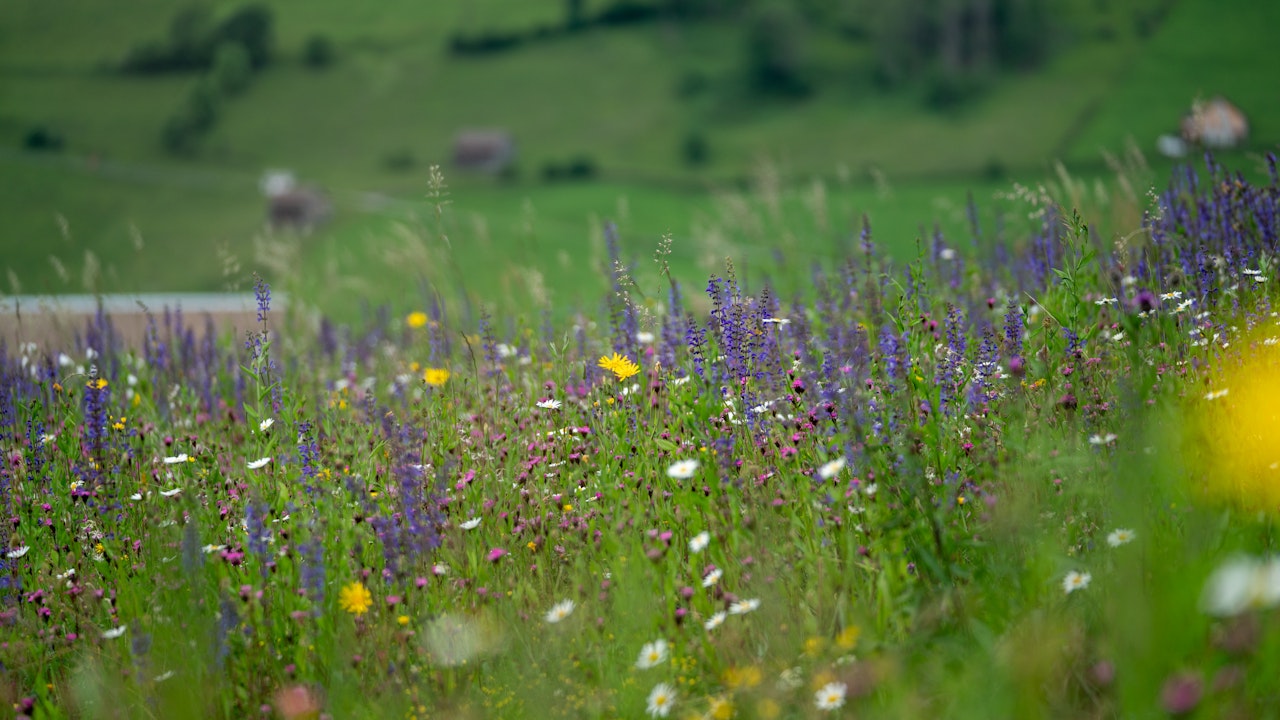 Durch gestaffelte Blütezeiten entsteht ein kontinuierliches Blütenangebot – von Frühling bis Herbst Nahrung für Wildbienen & Schmetterlinge.