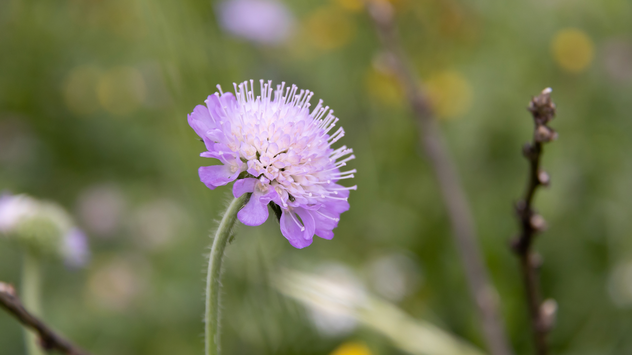 Die Gemeine Skabiose blüht lange und zieht mit ihren zarten, lilablauen Blüten viele Bestäuber an.