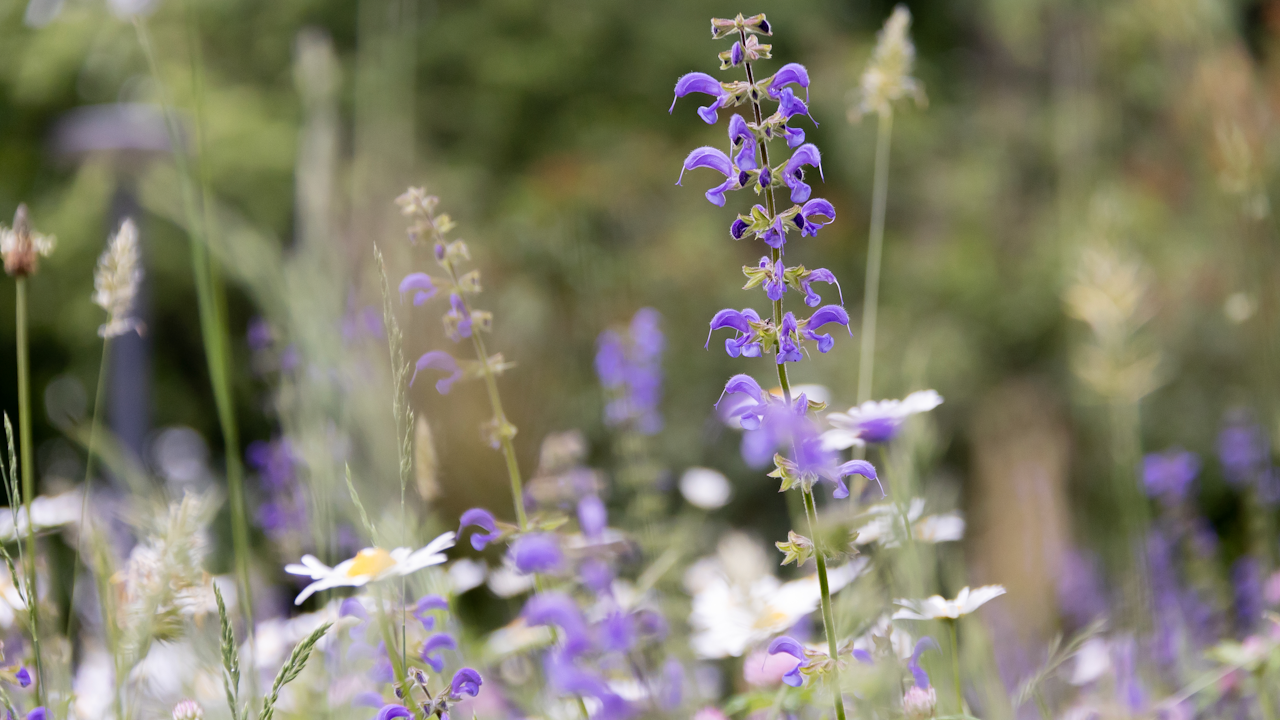 Wiesensalbei und Margeriten eignen sich gut als einheimische Pflanzen in Blumenrabtten.